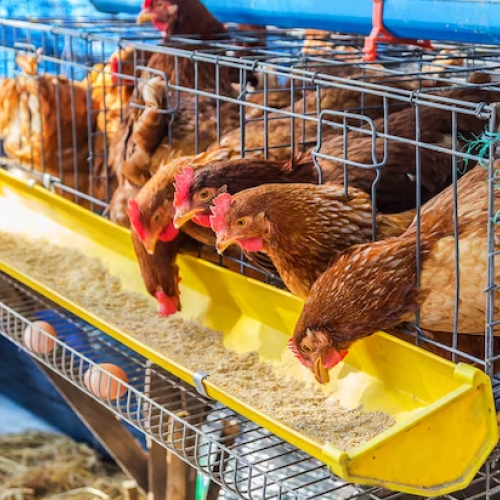 Bird Food, Poultry & Animal Food
